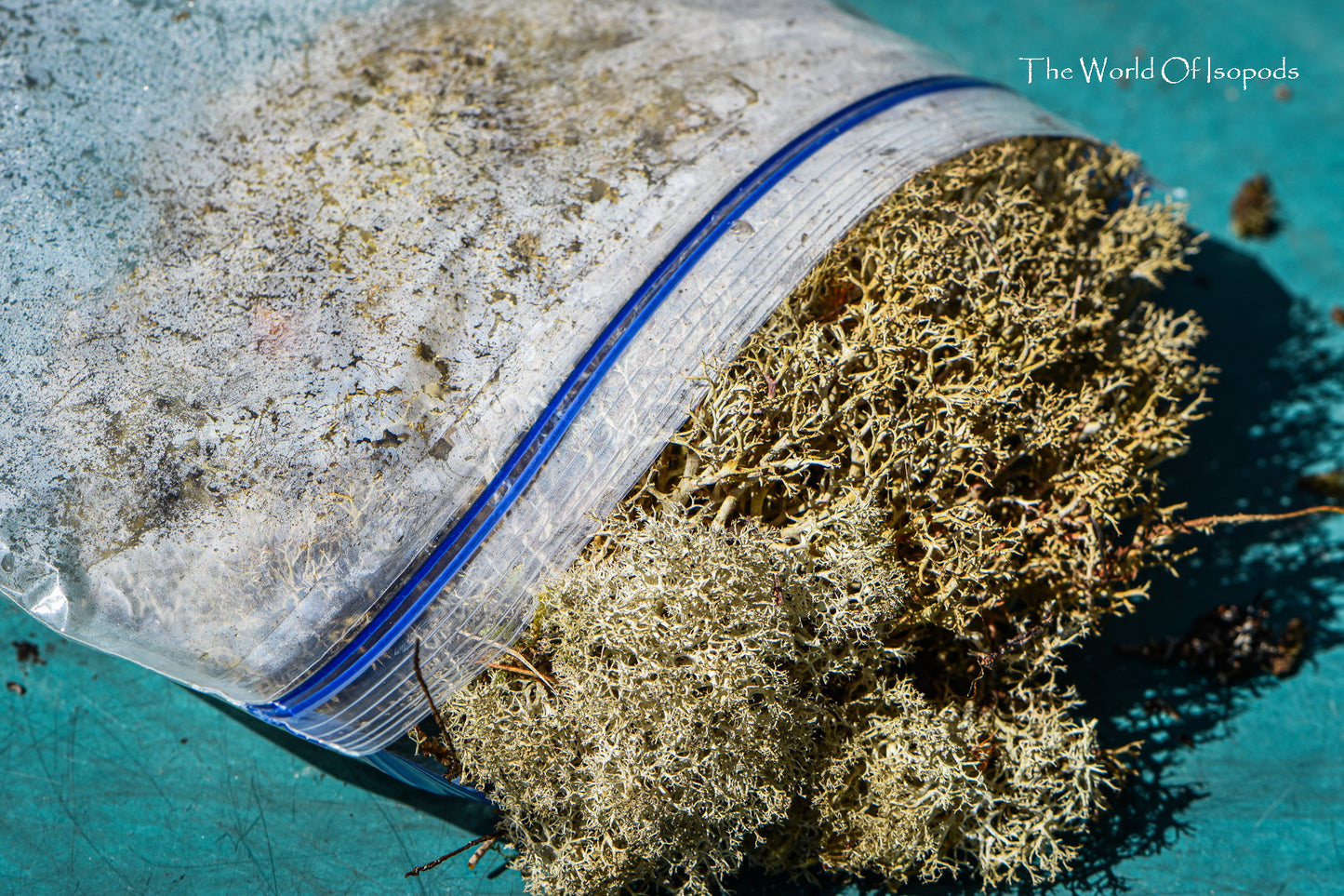 Reindeer Moss