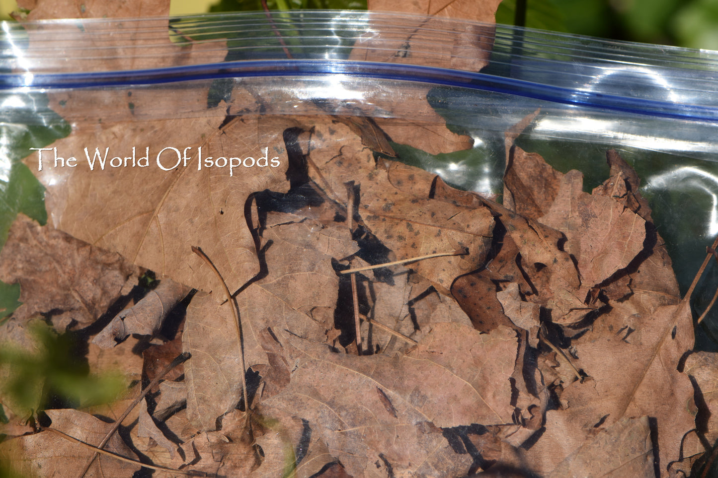 Assorted Leaf Litter