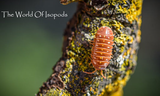 Orange Clowns sp. klungii