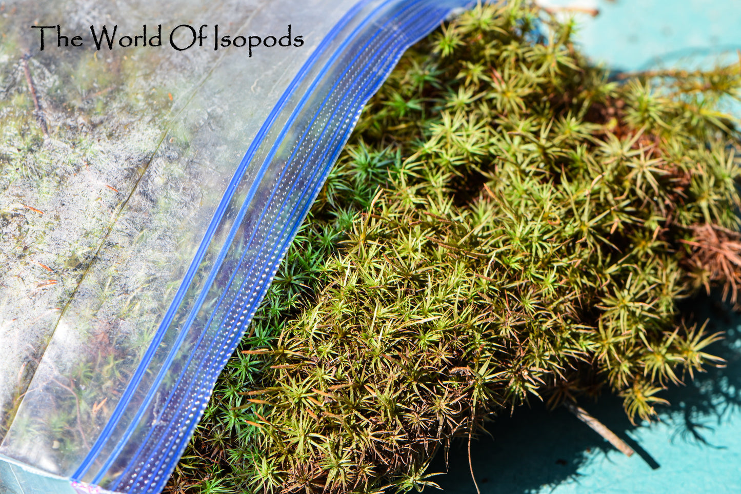 Mixed Moss