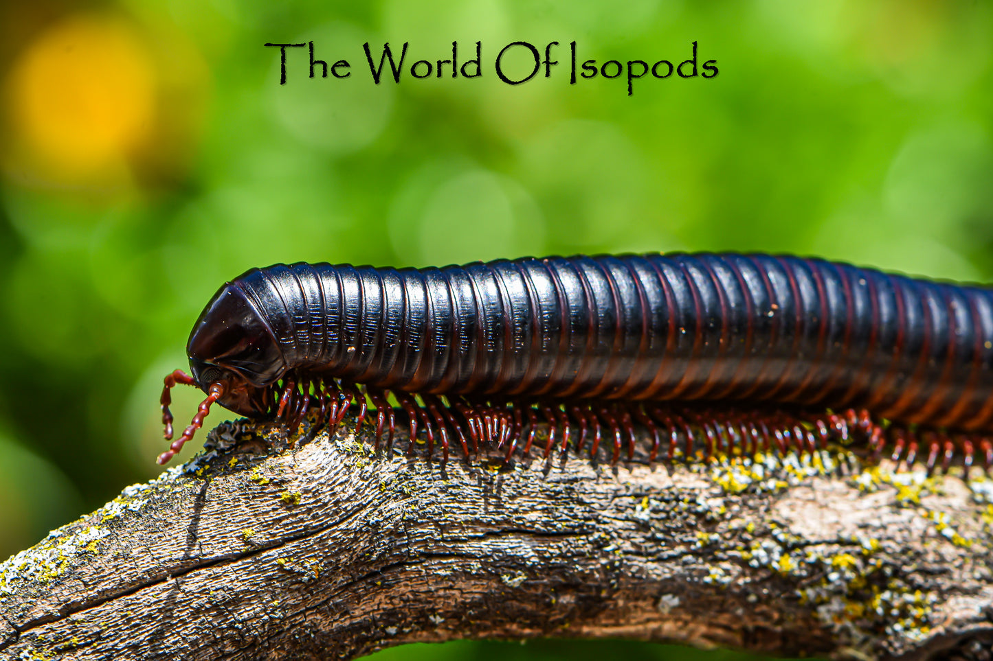 Giant African Millipede (P Gigas)
