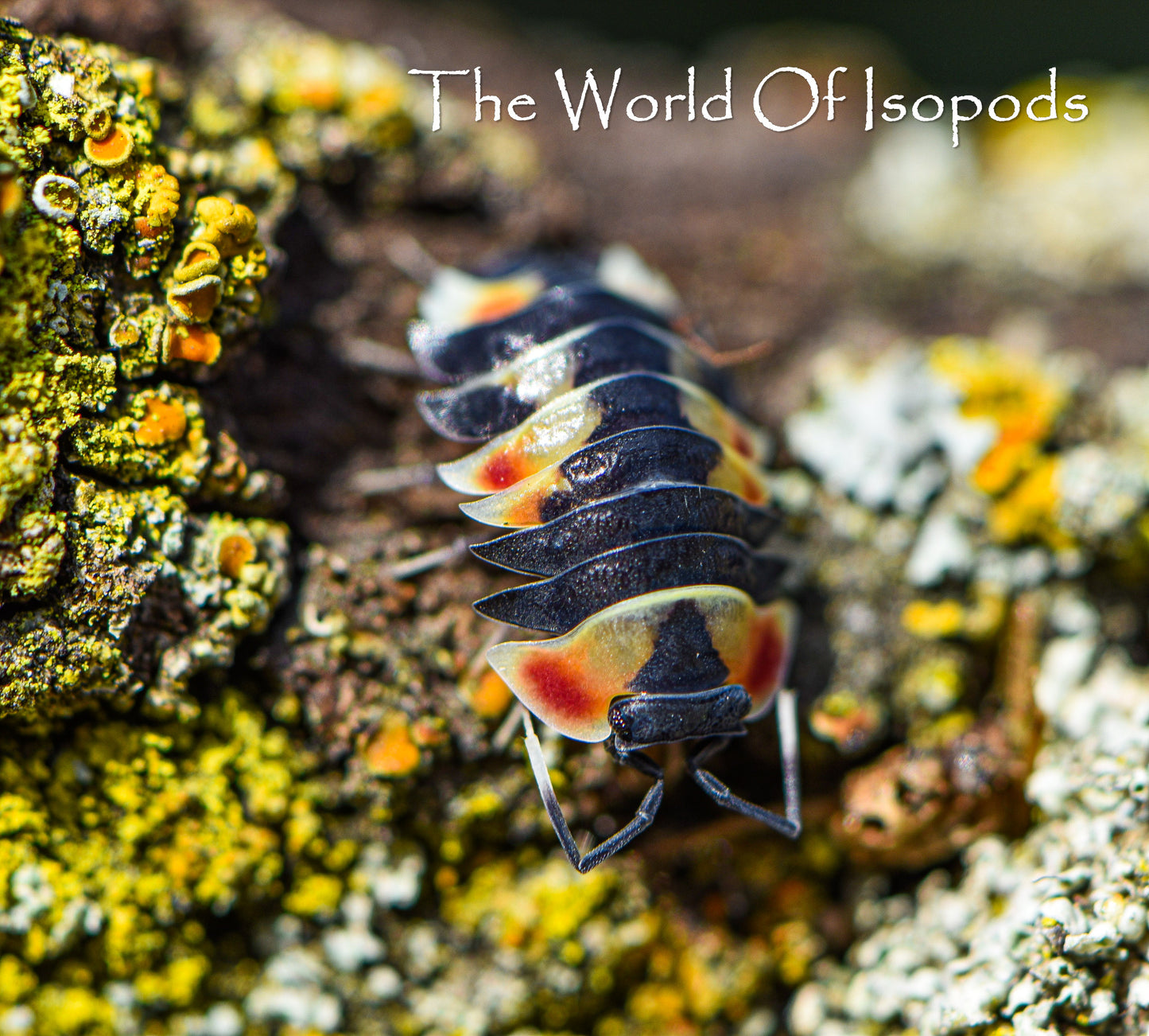 Ardentiella sp. Pastel