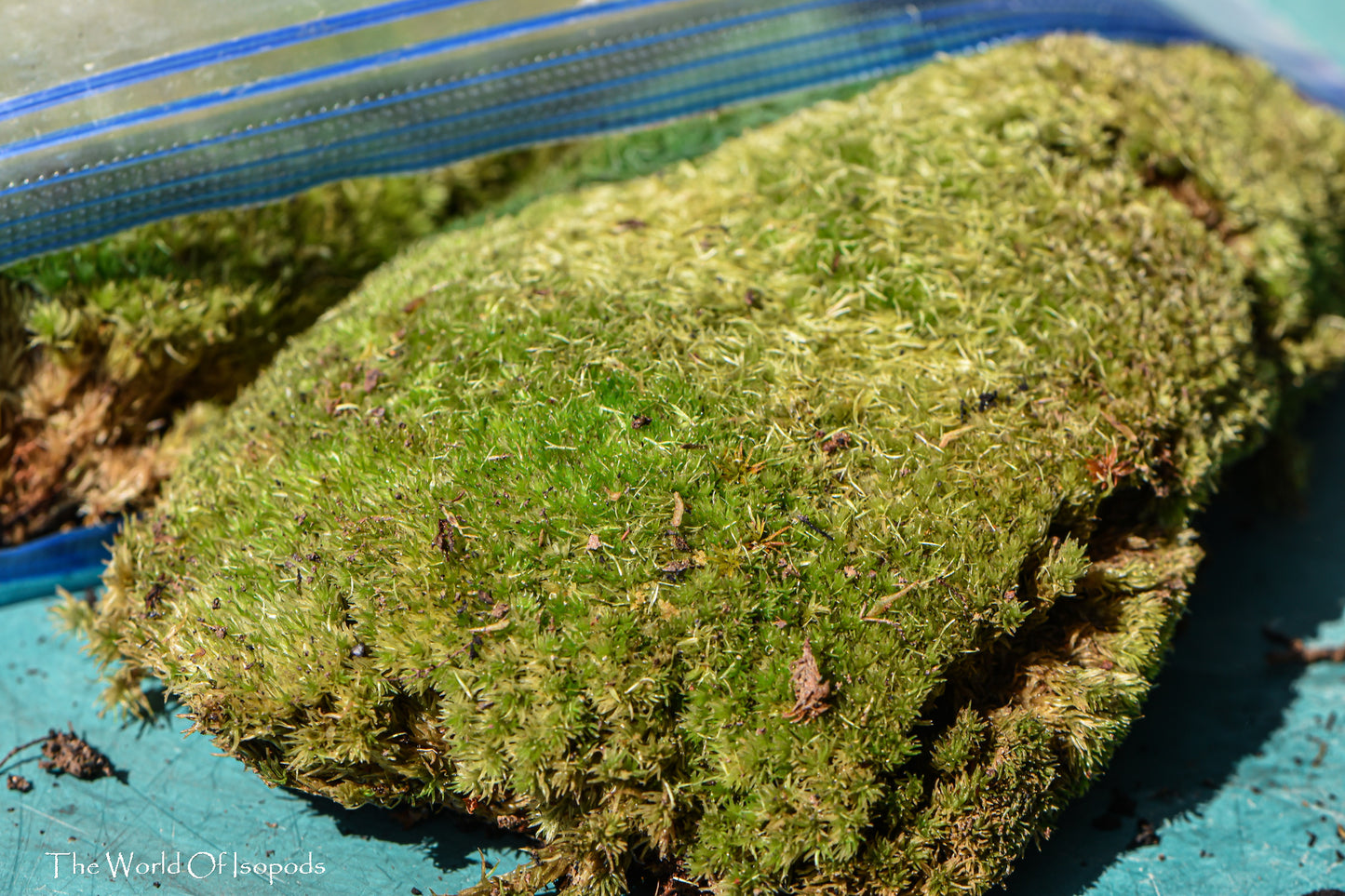 Mood Moss