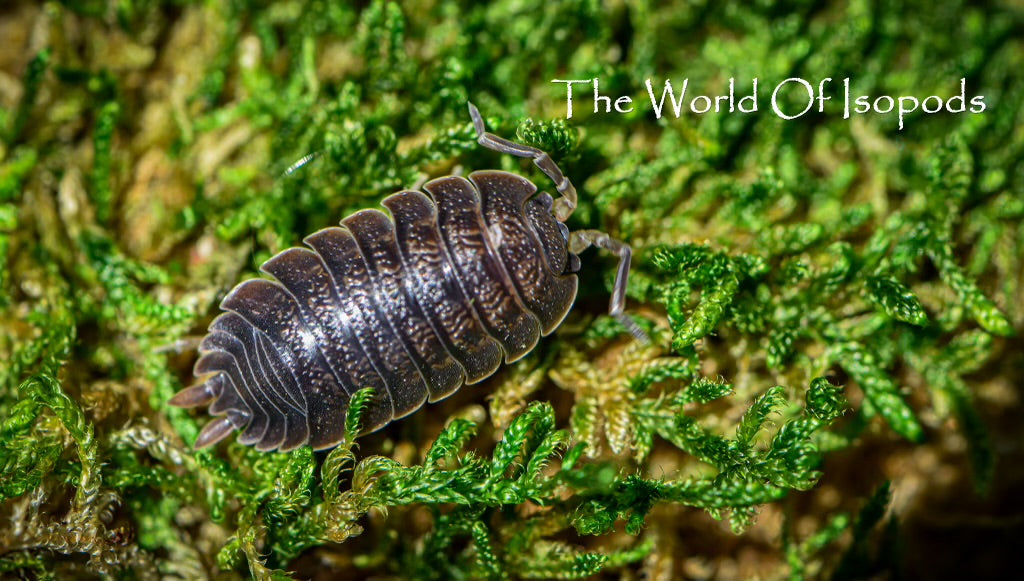 Giant Canyons Sp. Dilatatus