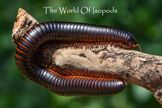 Giant African Millipede (P Gigas)