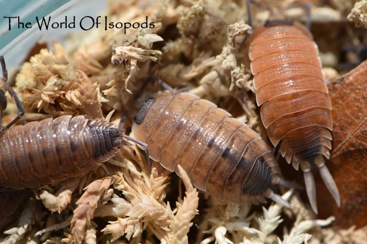 P. Silverstris