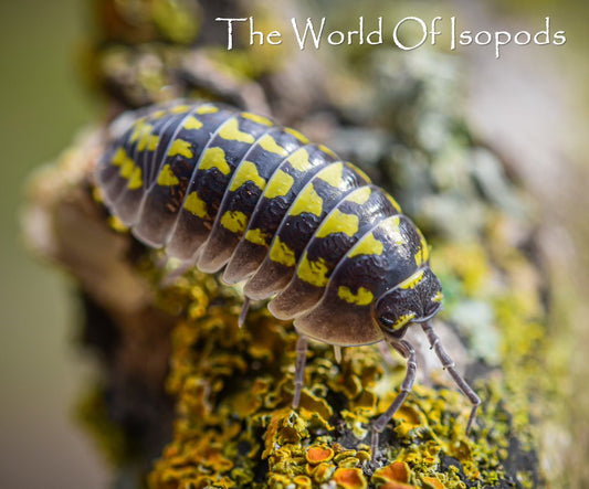 Armadillidium gestroi (Yellow Spotted Isopod)