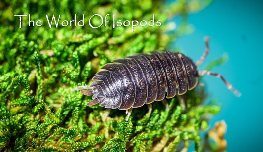 Giant Canyons Sp. Dilatatus