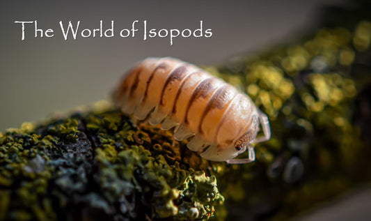 Marbleized sp. Espanyoli