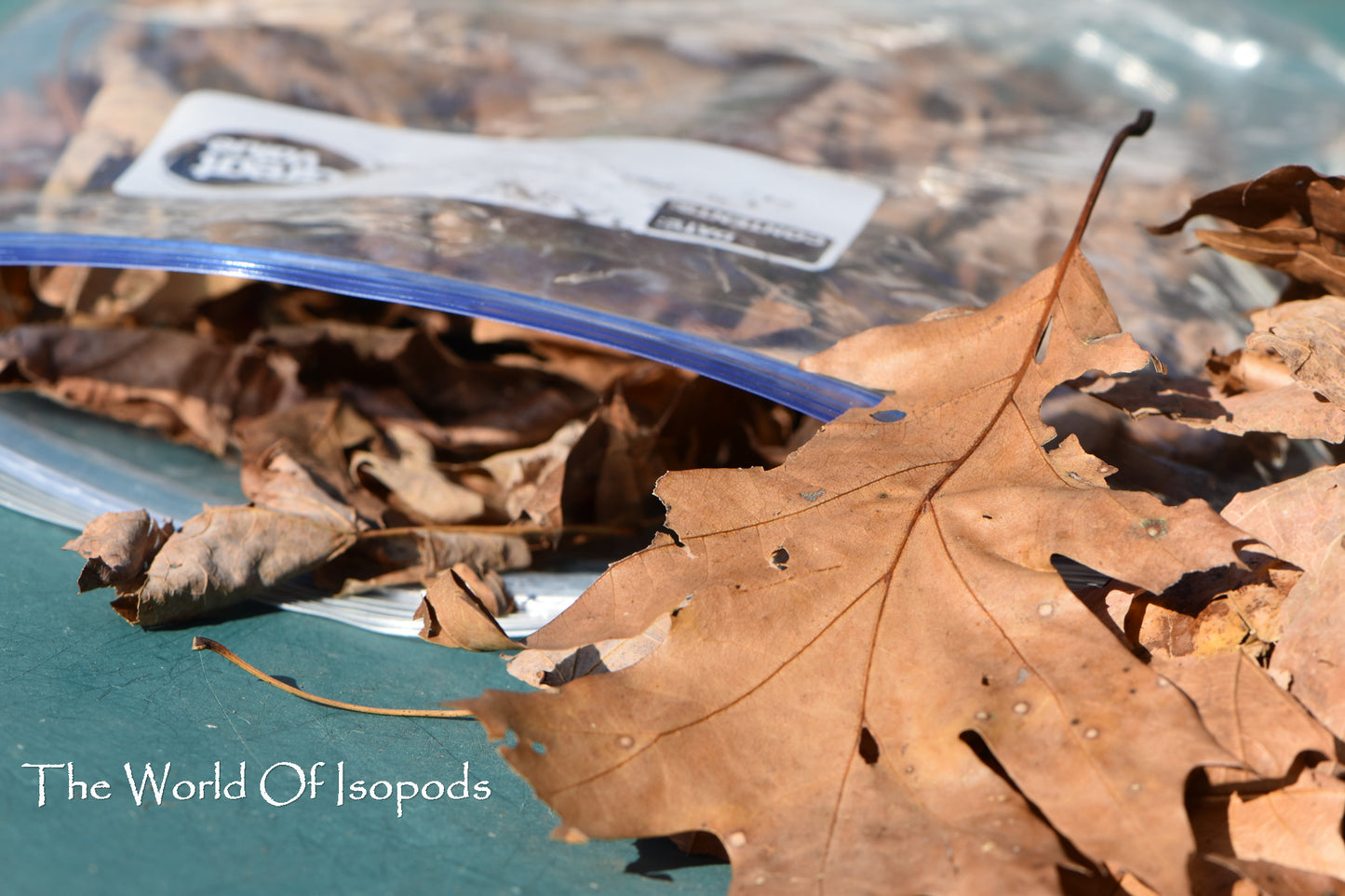 Assorted Leaf Litter