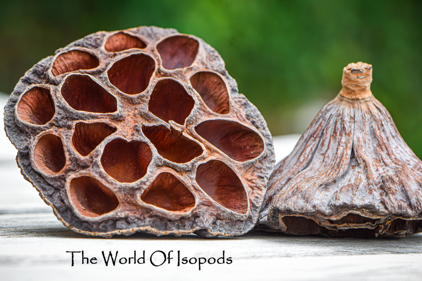 Lotus Pods