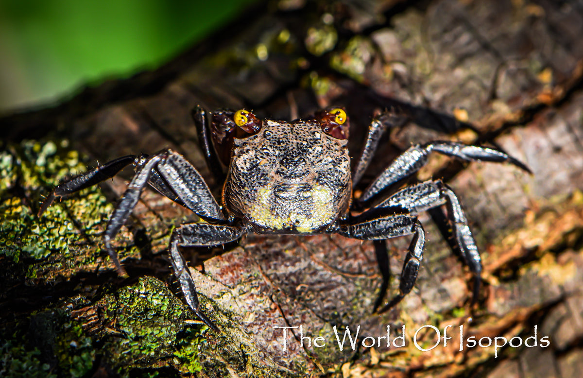 Vampire Crab