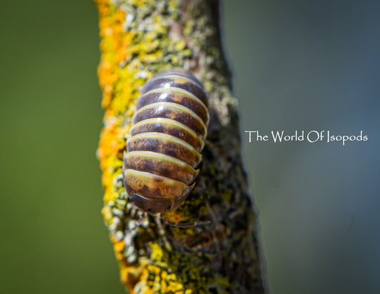 Armadillo officinalis "Sicily Giant"