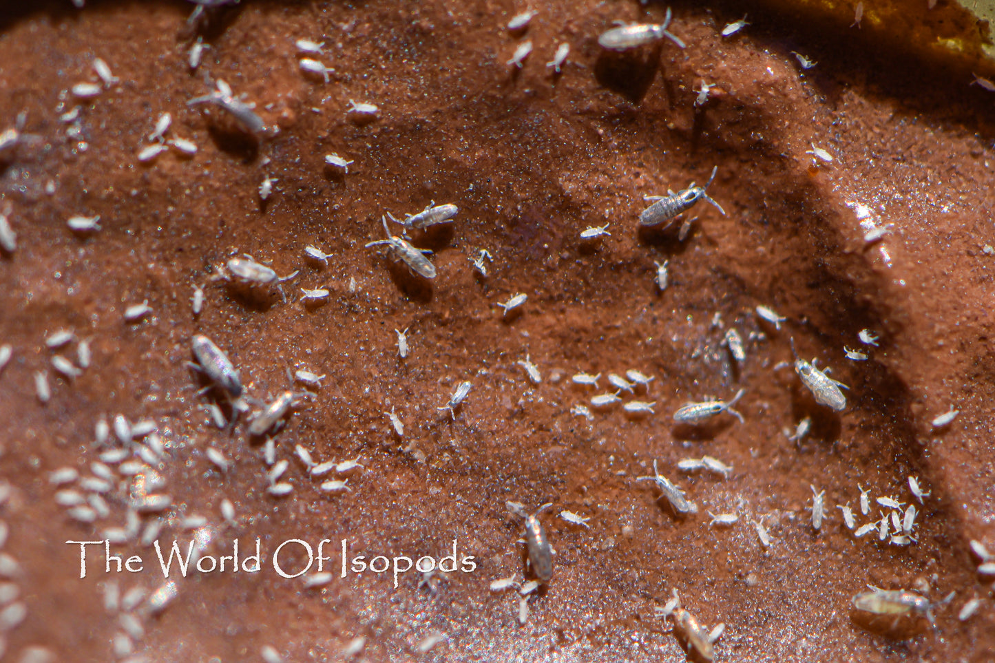 Silver Bullet Springtails