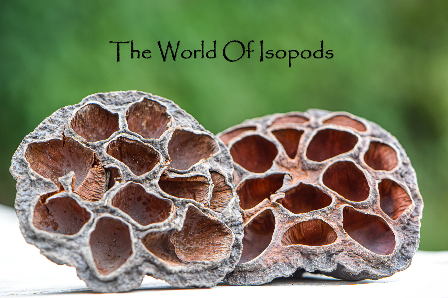 Lotus Pods
