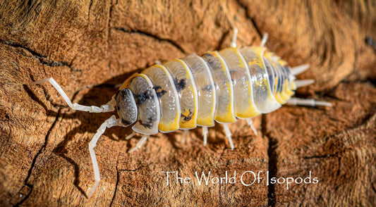 Ornatus Witches Brew