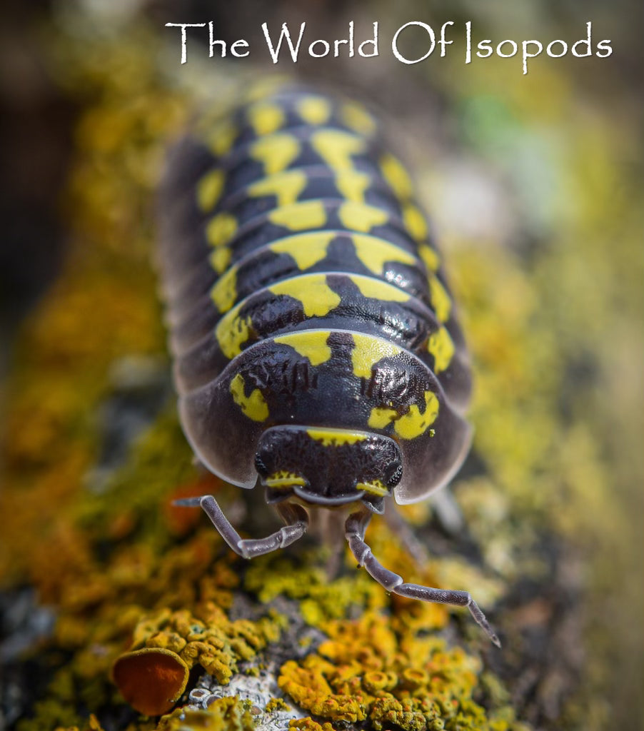 Armadillidium gestroi (Yellow Spotted Isopod)