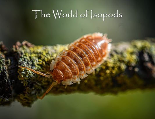 Oniscus asellus "B.C. Maple"