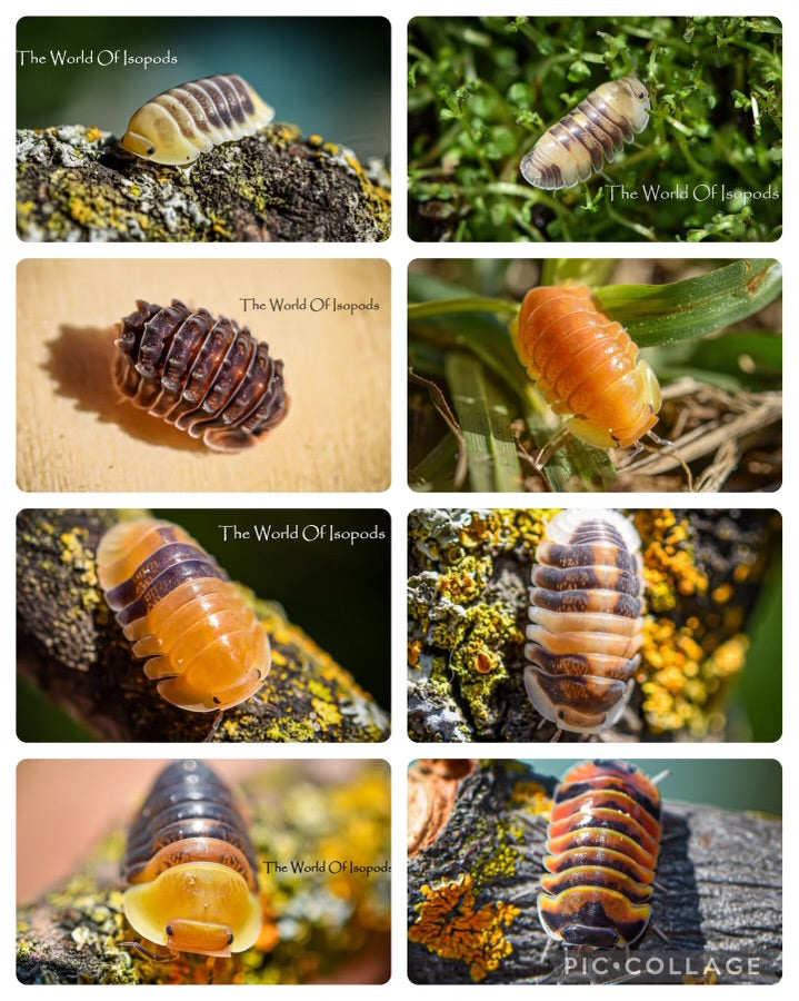 Tier 4 Isopod Mystery Box