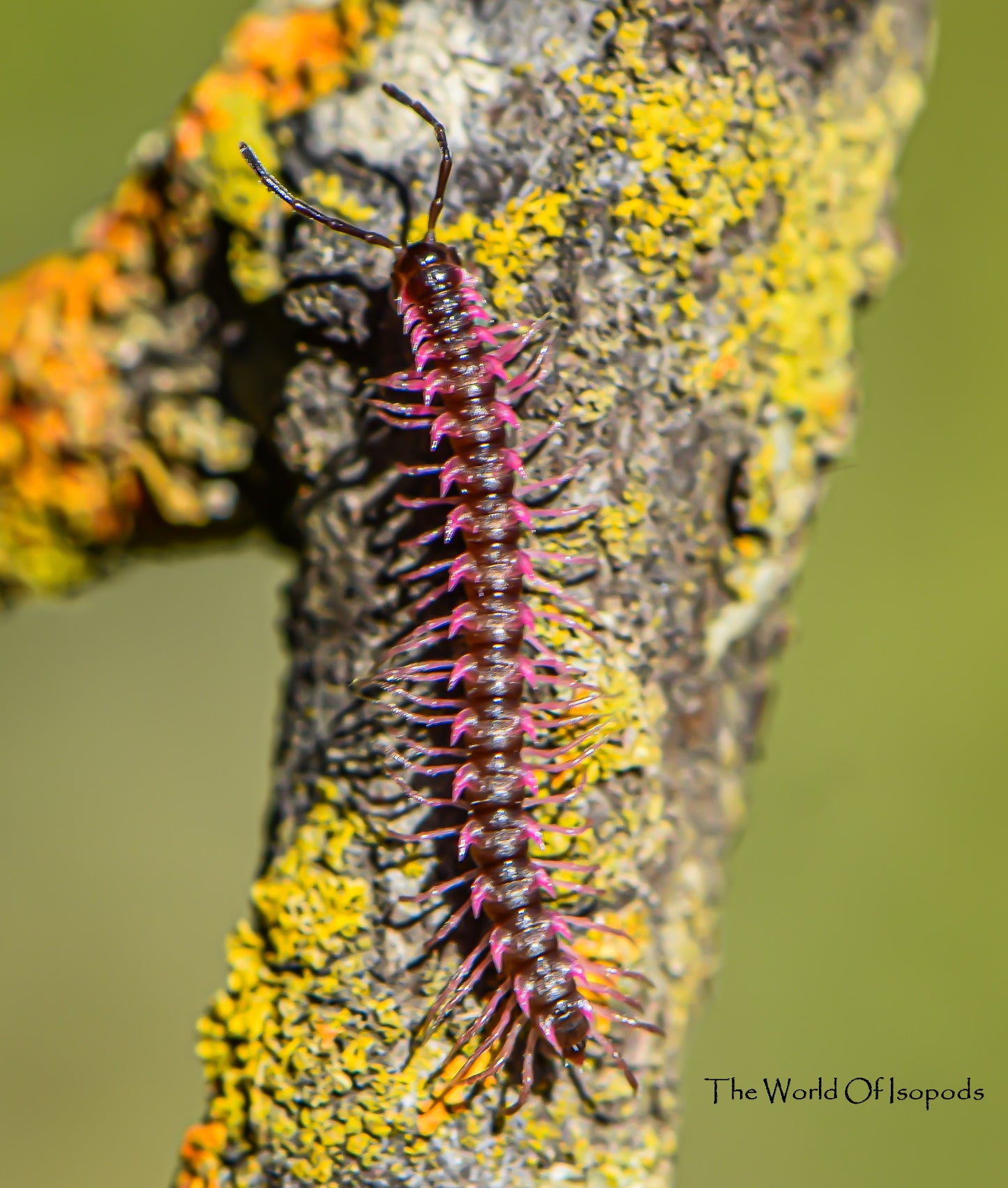 Florida Pink Dragon