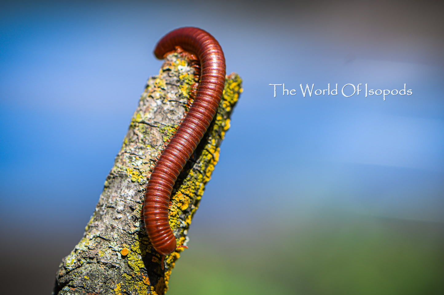 Scarlet Millipedes