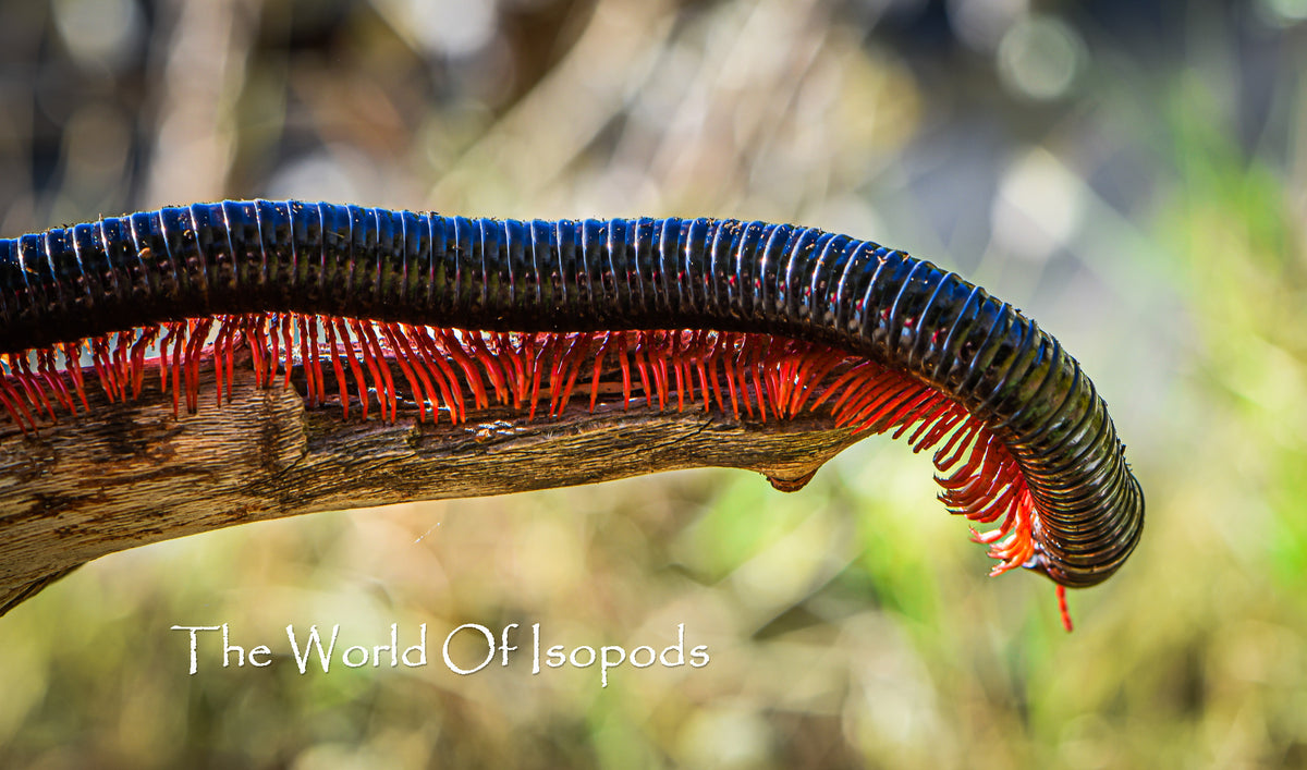 Red Ghost Rider Millipede