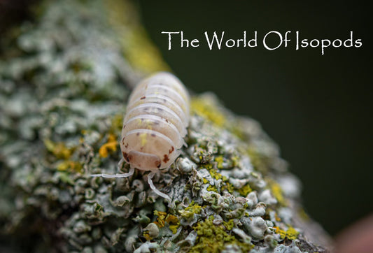 Japanese Magic Potions