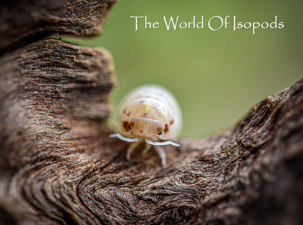 Japanese Magic Potions