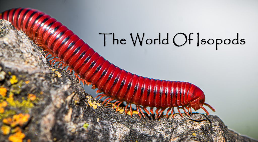 Fire Red Millipedes