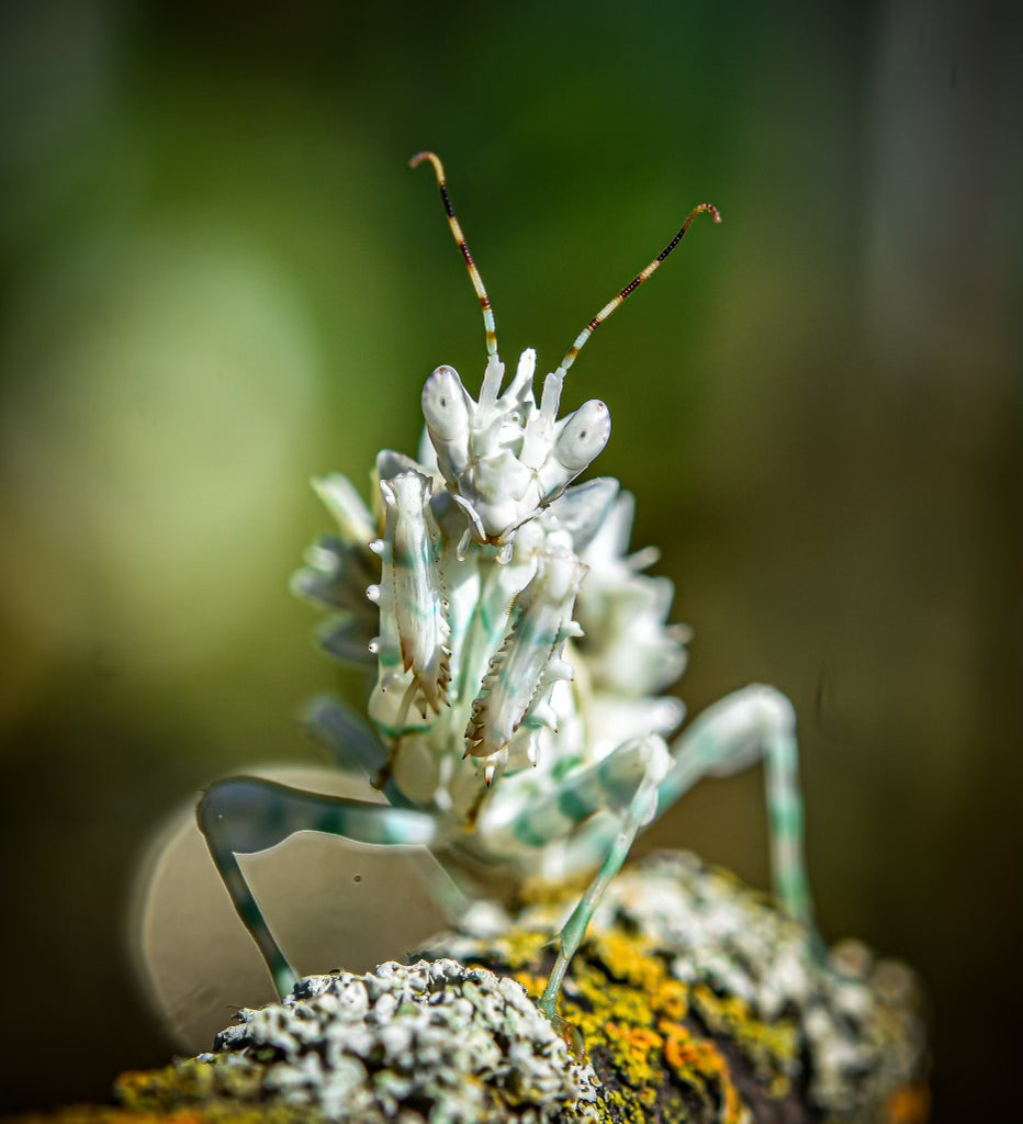 praying mantis plant pictures Spiny Flower Mantis – The World of Isopods
