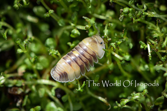 Amber Firefly High Yellows