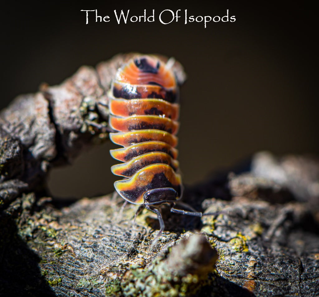 Merulanella sp. Red Ember Bees