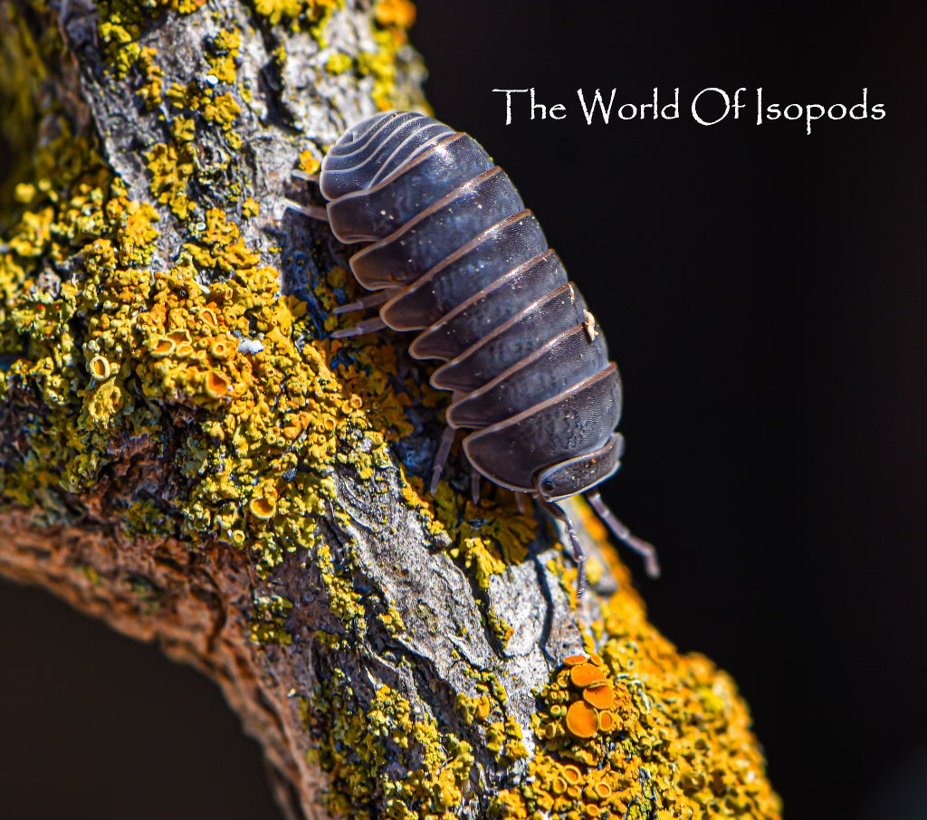 Armadillo officinalis "Spain Giant"