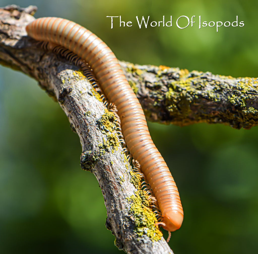 T Albino Millipedes