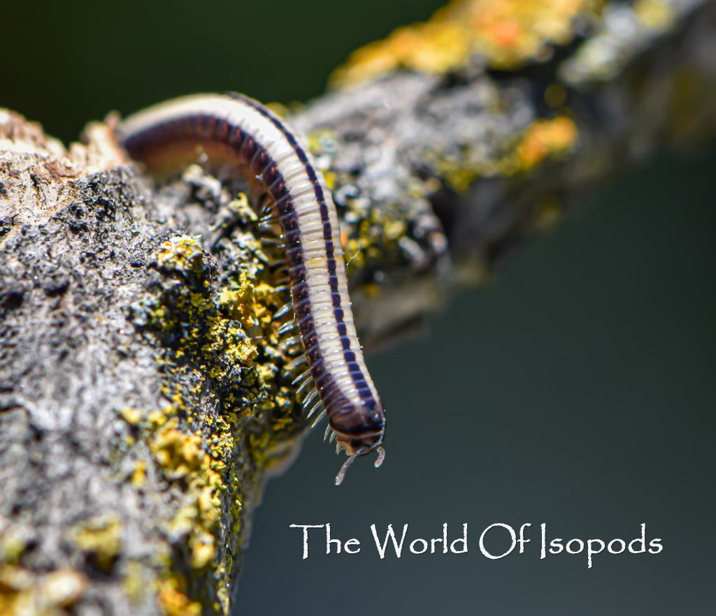 Maui Millipedes