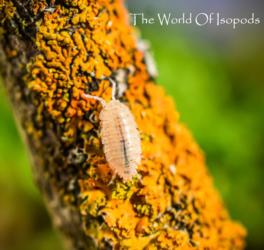 Trichorhina tomentosa (Dwarf White Isopod)