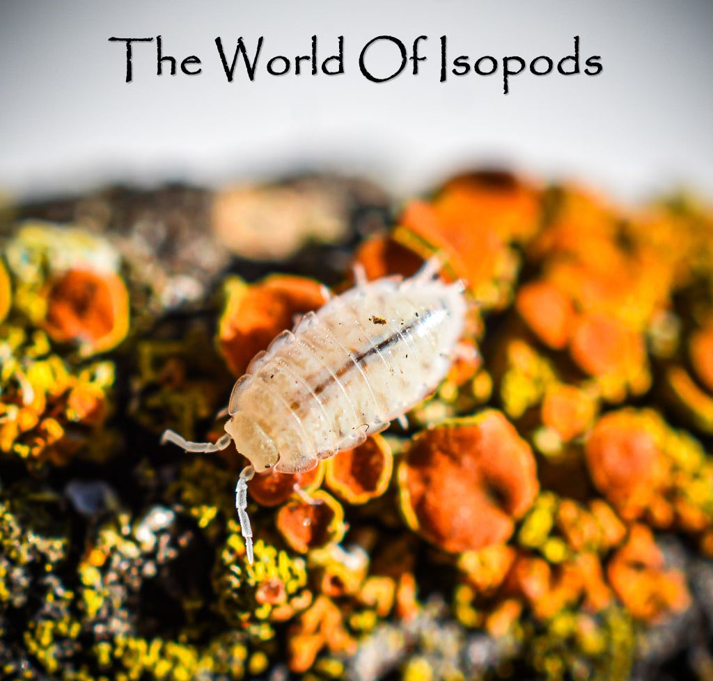 Trichorhina tomentosa (Dwarf White Isopod)