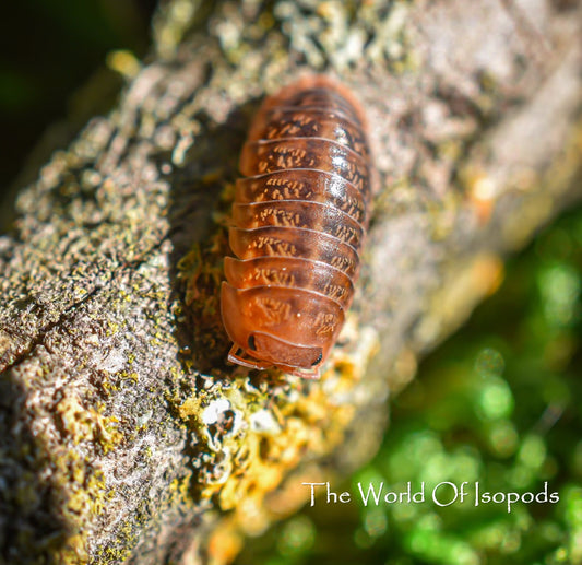 Sinodillo sp. "Vietnam"