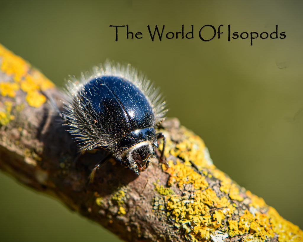 Hairy Robot Beetles