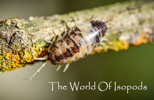 Cylisticus convexus "Ukraine Pied"