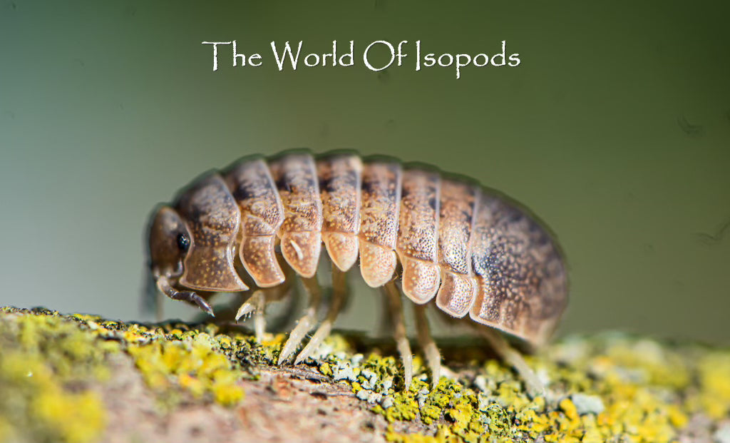 Helleria Brevicornis