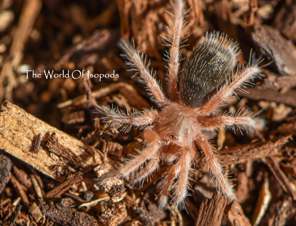 Chilean Rose Hair Tarantula
