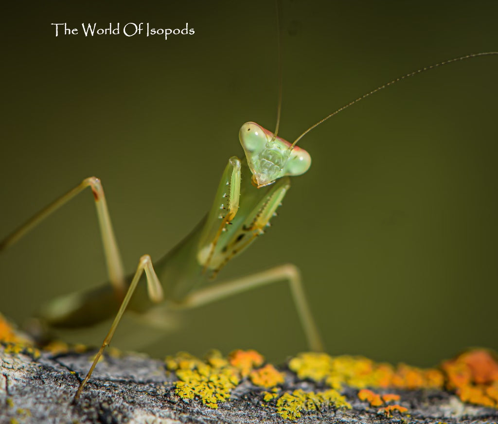 Giant African Mantis
