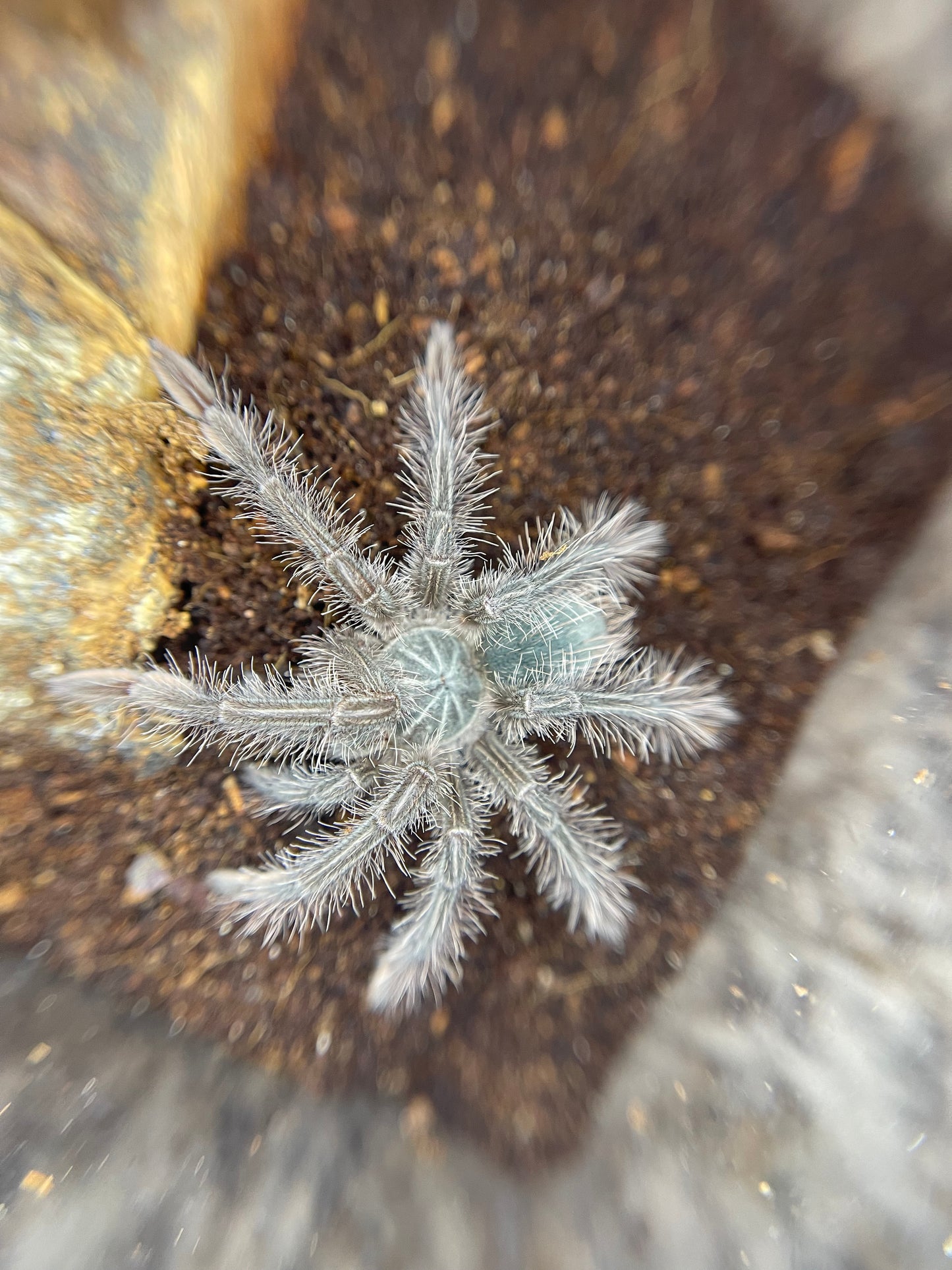 T Blondie Tarantula