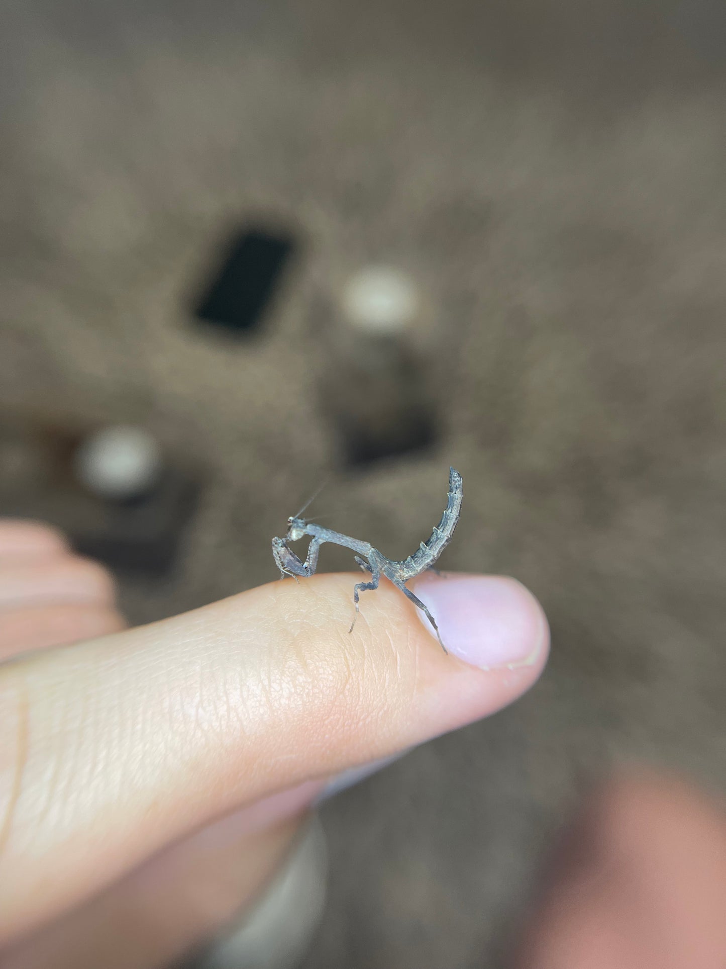 Twig Mantis