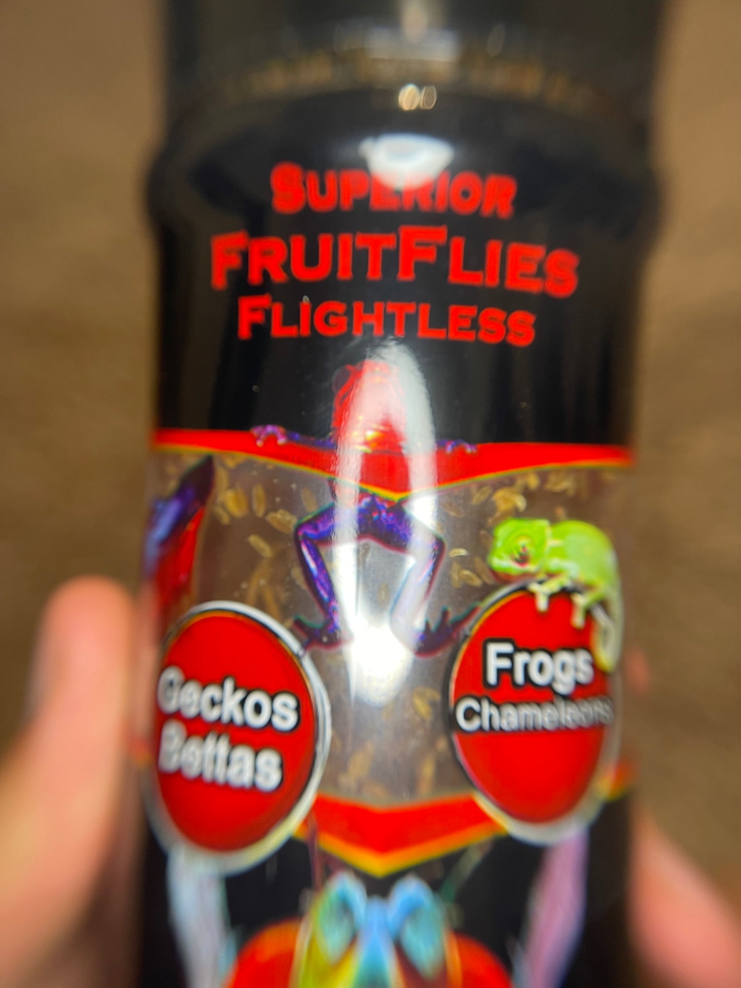 Fruit Fly Culture