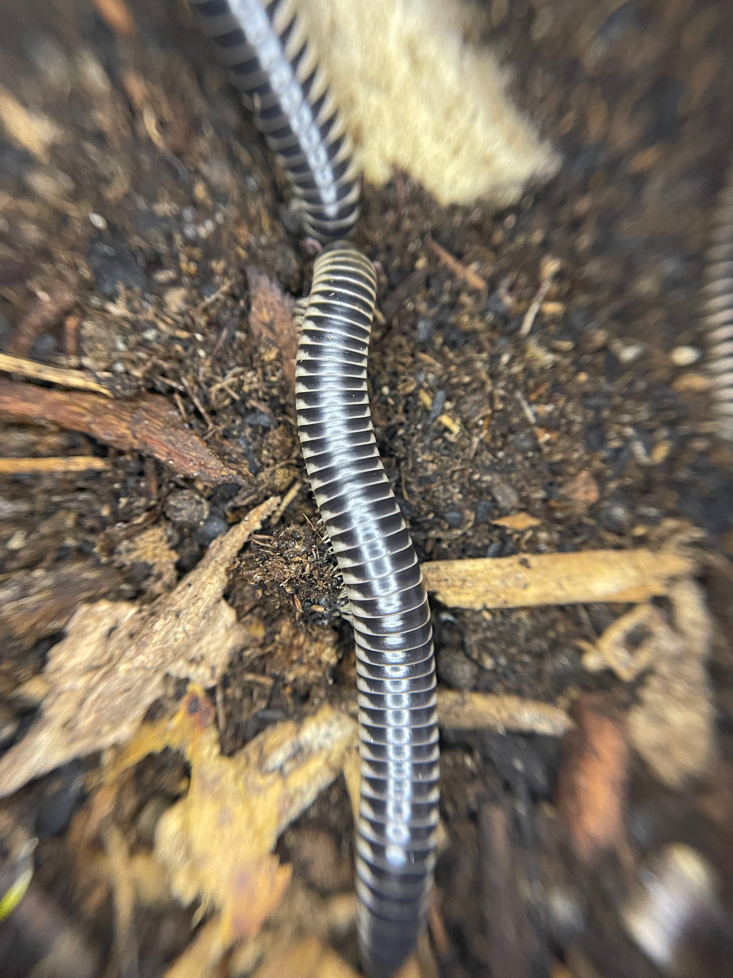 Florida Ivory Millipedes