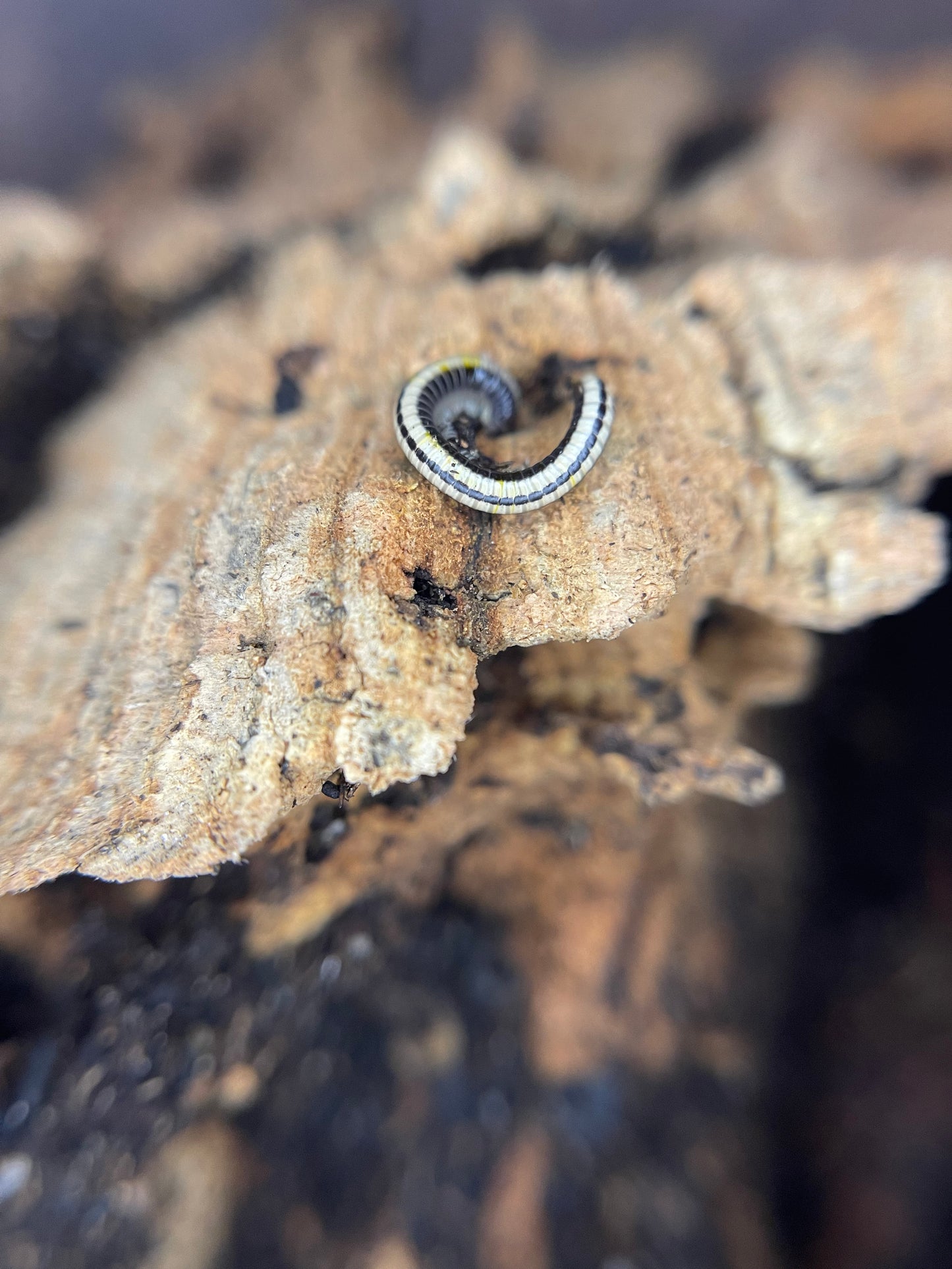 Maui Millipedes