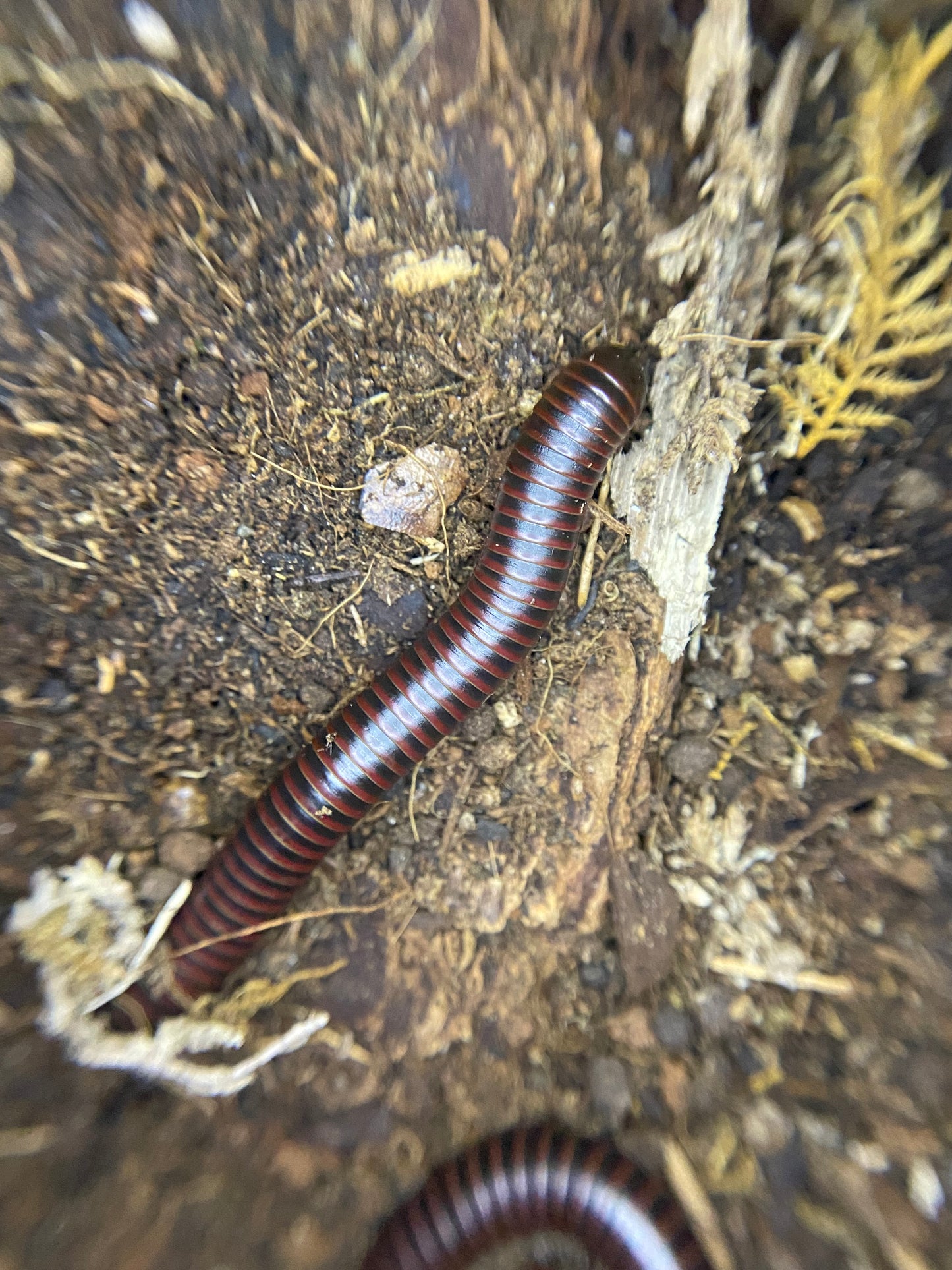 Red Striped Millipedes