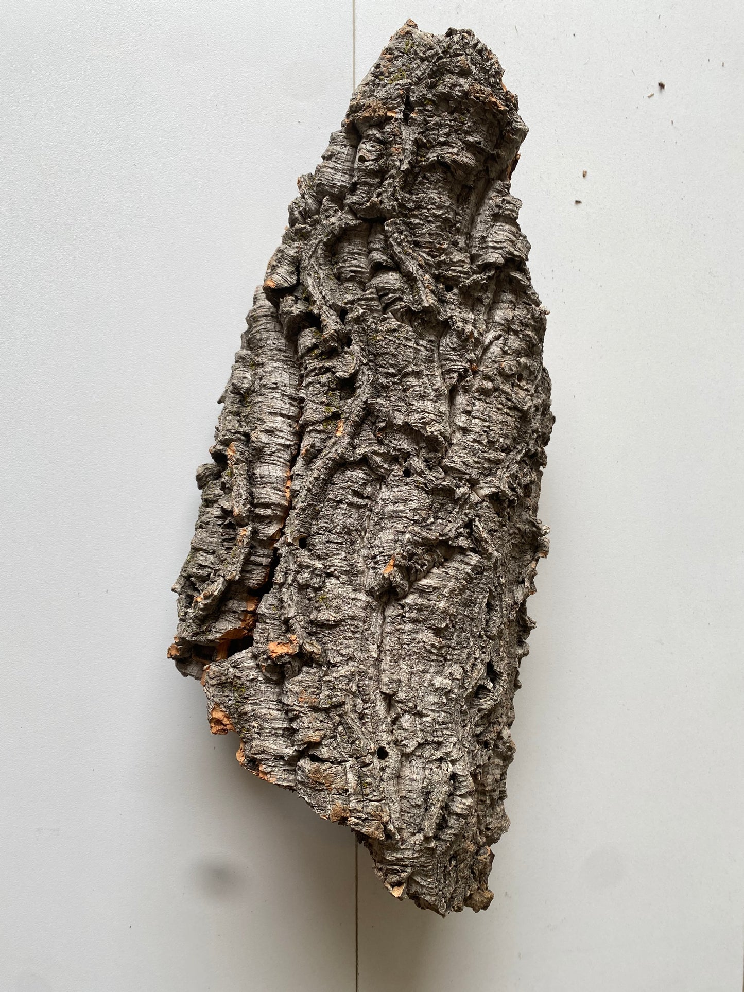 Cork Bark